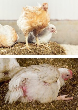 An image comparing a sickly, immobilized chicken on the bottom and a healthy chicken on top.
