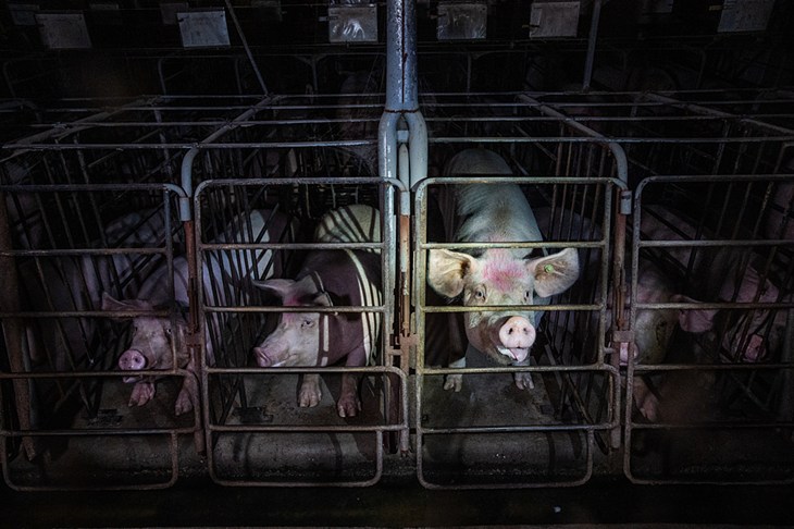 Sows peer out from behind their gestation crates, which don’t give them enough room to walk or turn around.