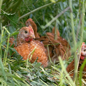 5. ChickenTrack: Producers