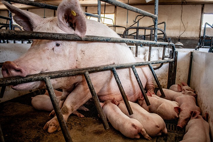 A mother pig nurses her piglets from inside the confines of a farrowing crate.