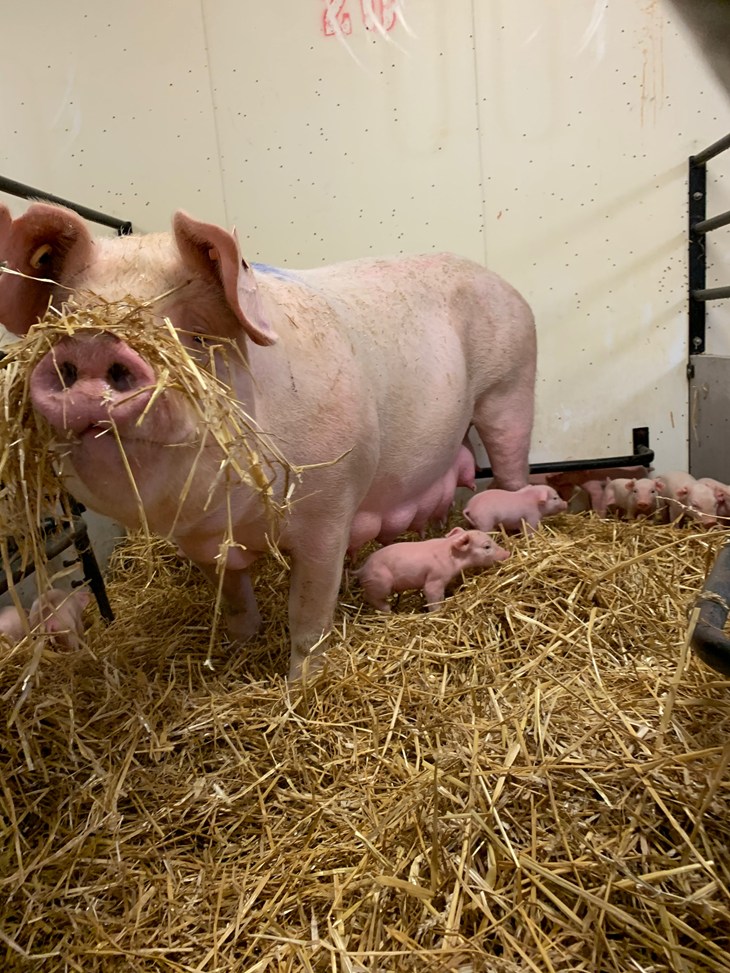A mother pig plays with hay with her piglets at Pederson's Farms