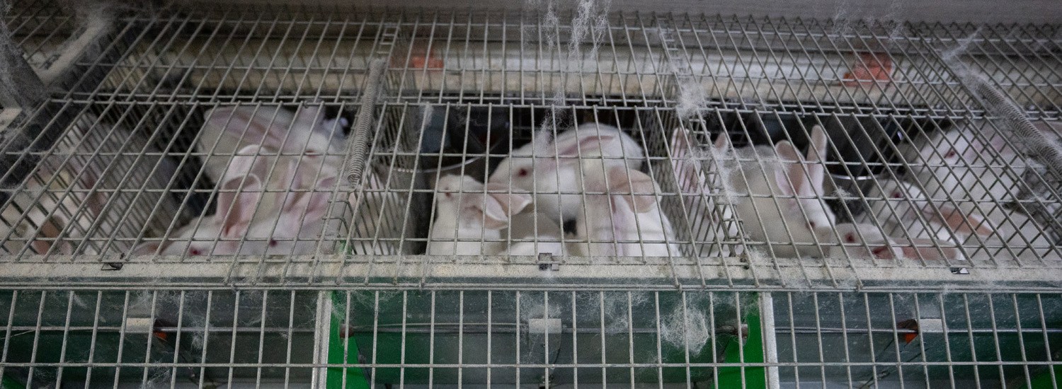 A group of white rabbits trapped in cages