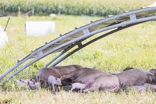 A group of pigs in a field lay shaded under a metal structure.