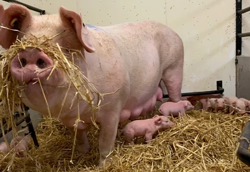 A mother pig with hay on her snout stands in a pen with her piglets.