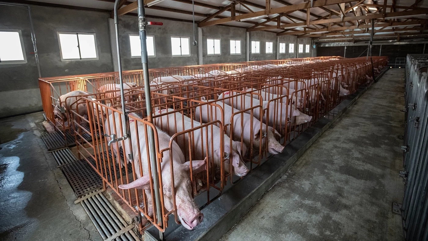 Sows in gestation crates in a conventional system.