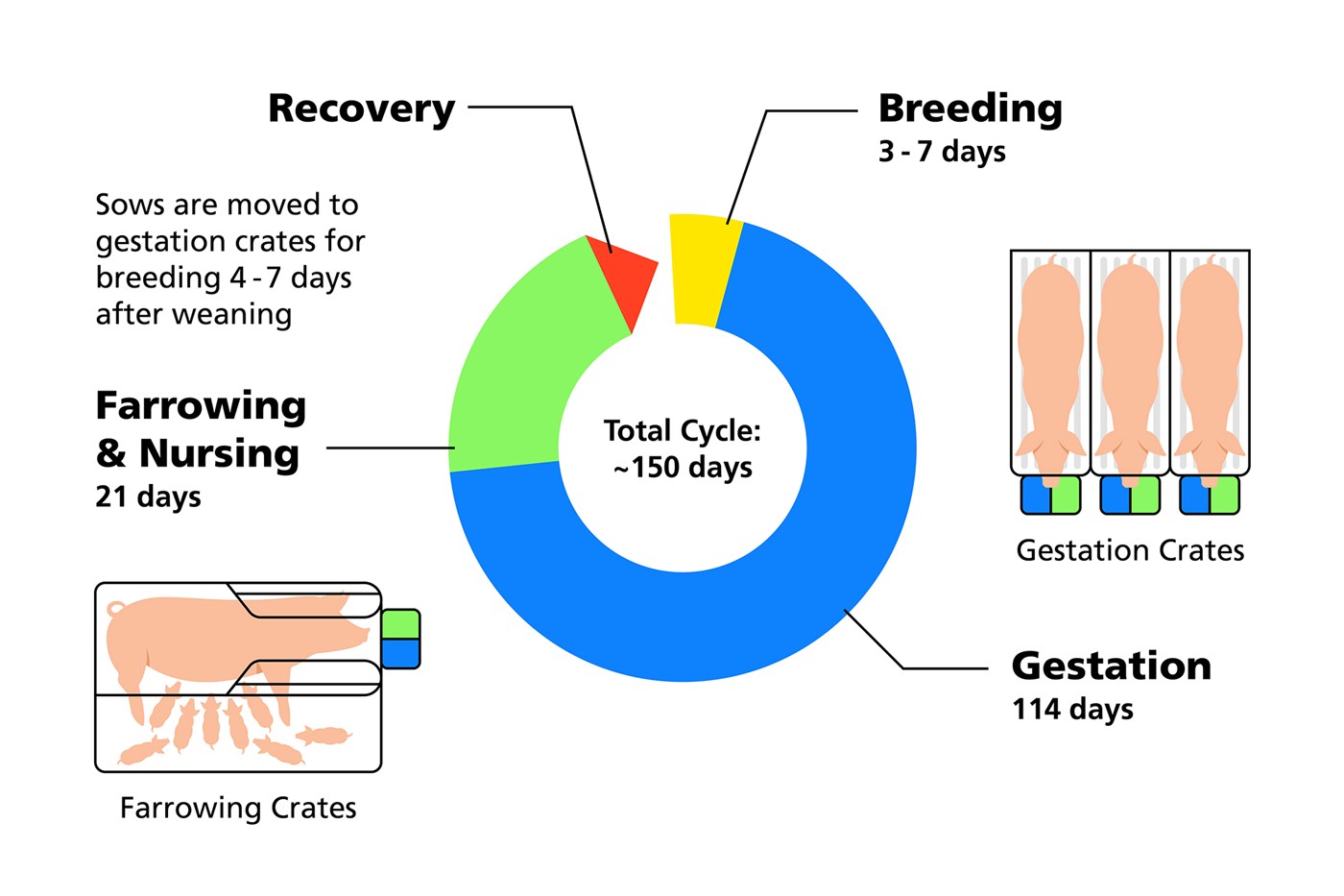 A graph showing the lifecycle of a sow in a conventional system.