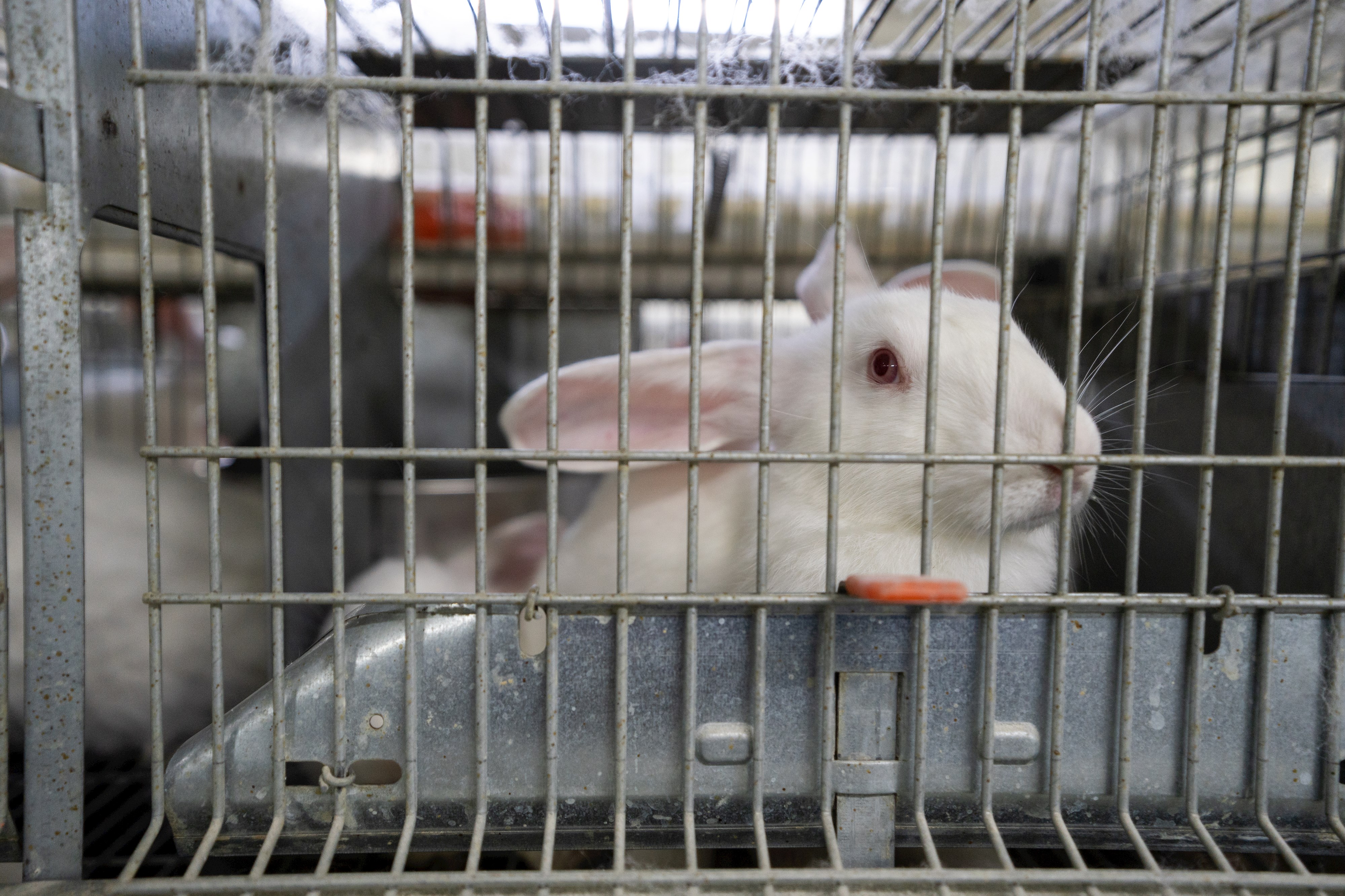 Cruelty exposé reinforces crucial need for EU cage ban