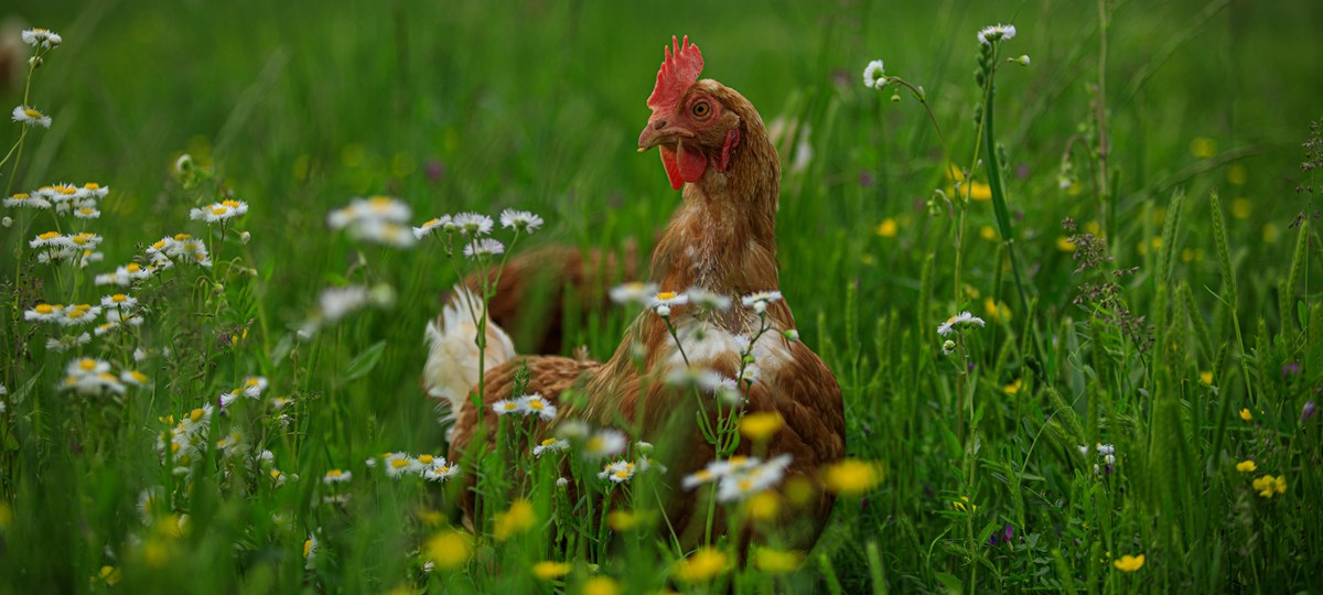 Handsome Brook Hen In Flowers 2000X900 (1)