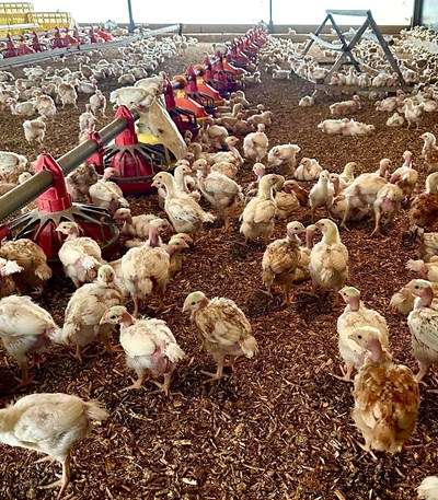 Broilers Greener Pastures