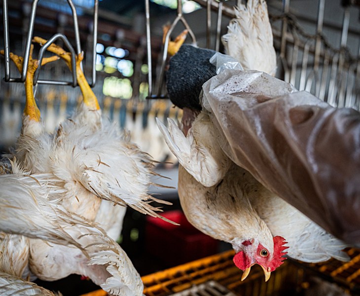 Chickens hang from their feet distressed in a slaughter line.