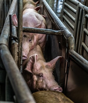 Pigs are crammed into narrow lines on their way to slaughter.
